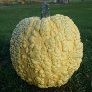 Popcorn Pumpkin Thumbnail